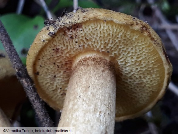 Pseudoboletus parasiticus