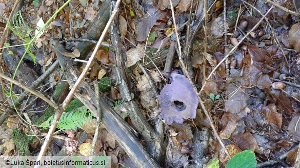 Cortinarius violaceus