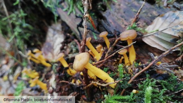 Cantharellus tubaeformis var. lutescens