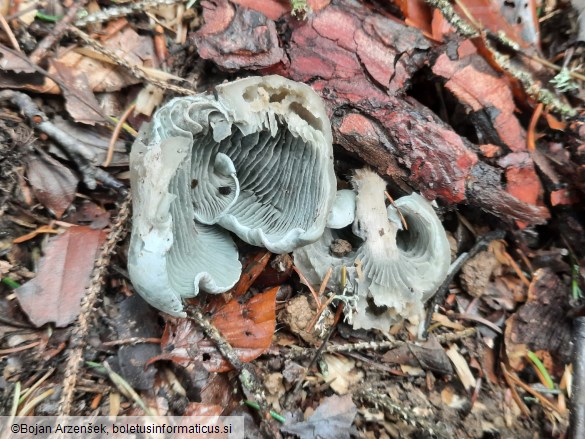 Clitocybe odora