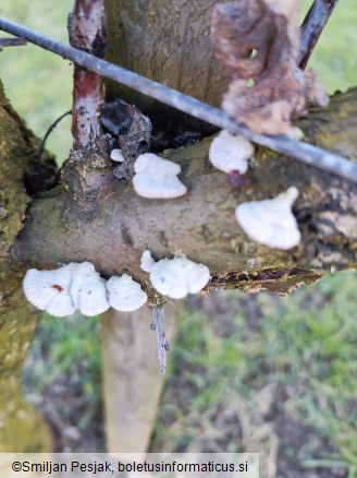 Schizophyllum commune
