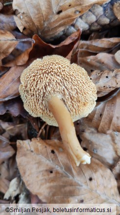 Hydnum rufescens