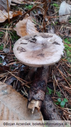 Amanita pantherina