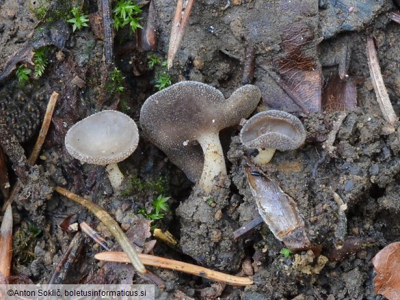 Helvella cupuliformis