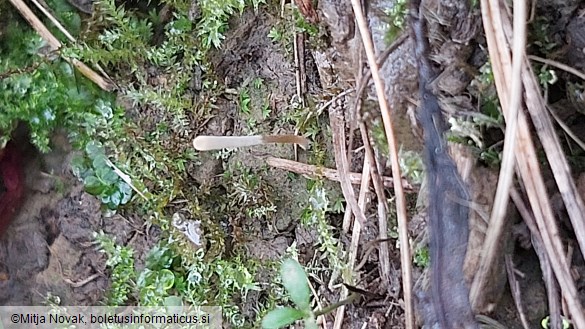 Clavaria falcata