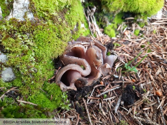 Sarcosphaera coronaria