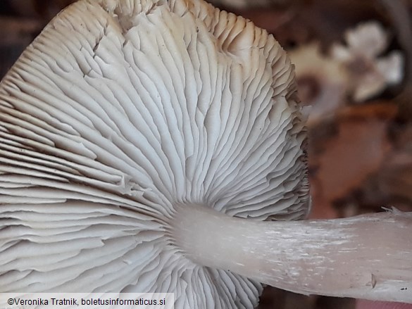 Tricholoma scalpturatum