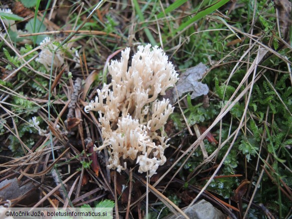 Ramaria gracilis