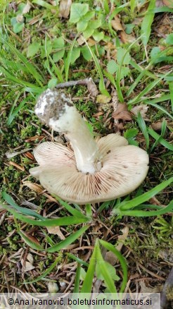 Entoloma rhodopolium