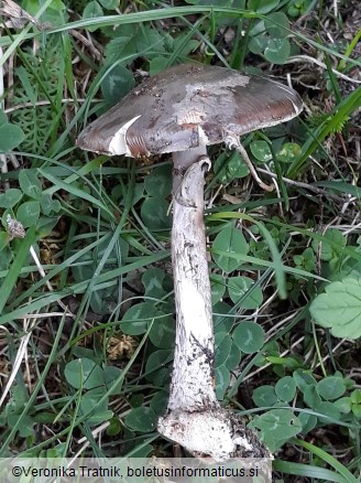 Amanita porphyria