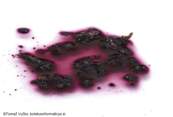 Hypomontagnella submonticulosa