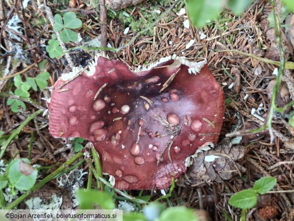 Russula vinosa