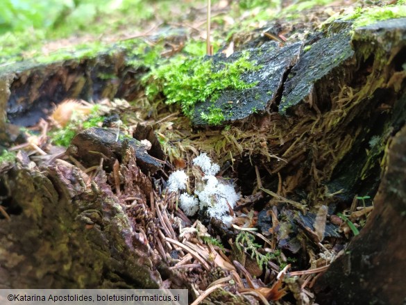 Ceratiomyxa fruticulosa