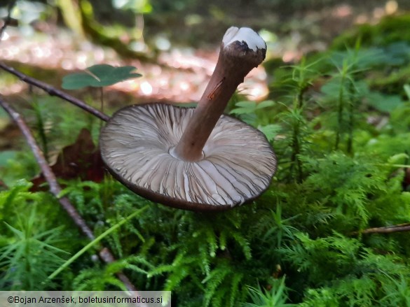 Pluteus atromarginatus