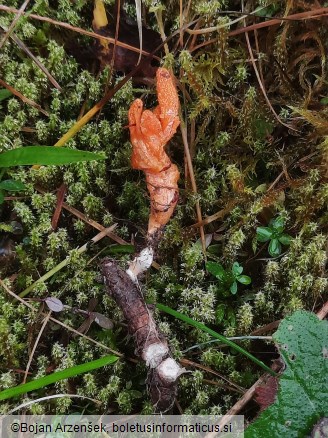 Cordyceps militaris