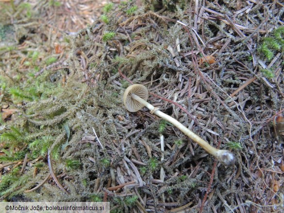 Conocybe vexans