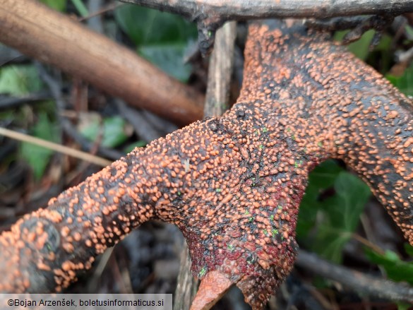 Nectria cinnabarina