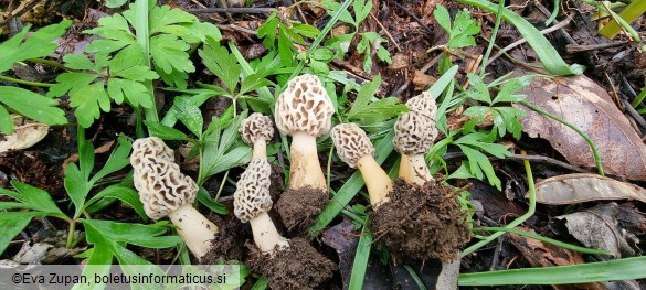 Morchella americana