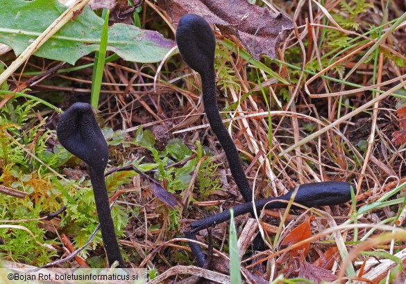 Trichoglossum hirsutum