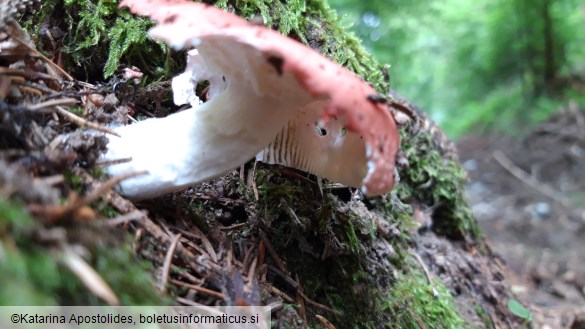Russula