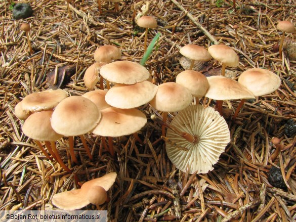 Marasmius scorodonius