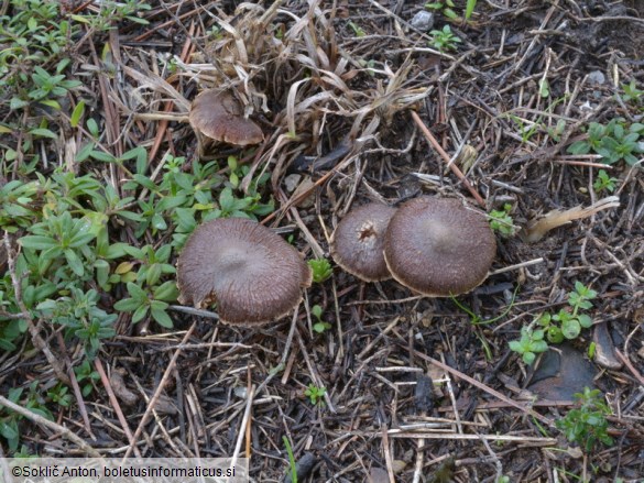 Inocybe rufuloides