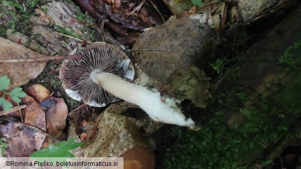 Psathyrella chondroderma