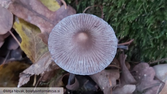 Mycena polygramma