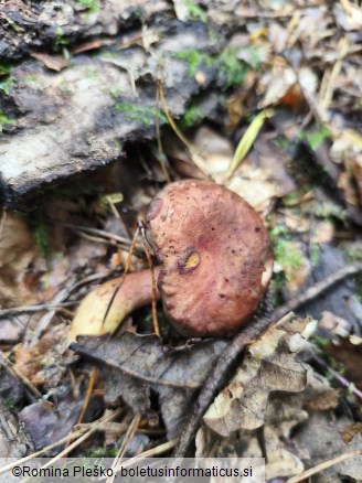 Phylloporus pelletieri