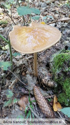 Oudemansiella radicata