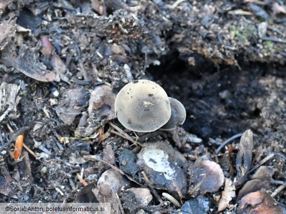 Panaeolus guttulatus