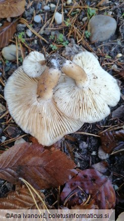 Lyophyllum loricatum