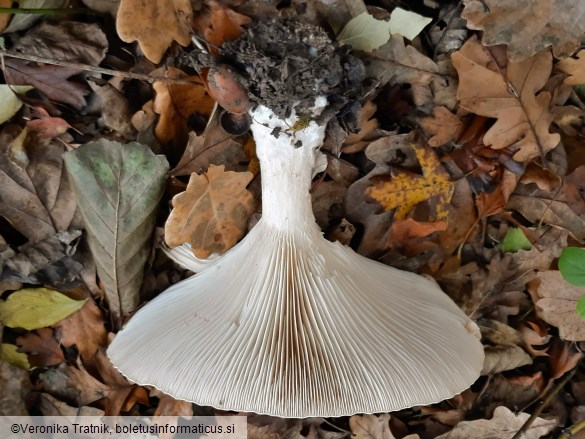 Clitocybe geotropa