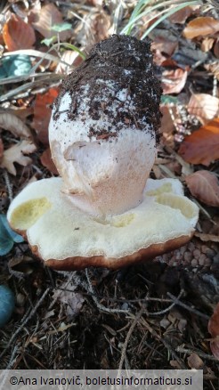 Boletus edulis