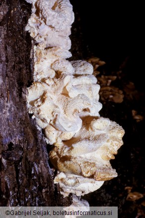 Hericium cirrhatum
