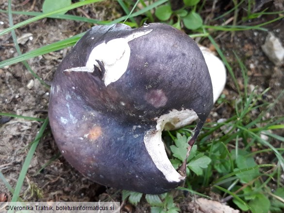 Russula langei