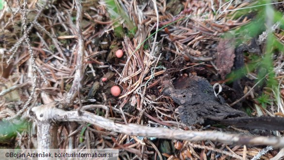 Lycogala epidendrum