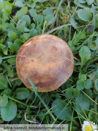 Paxillus involutus