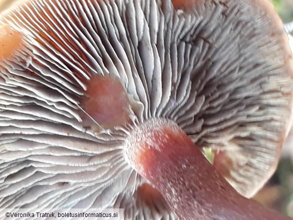 Hypholoma lateritium