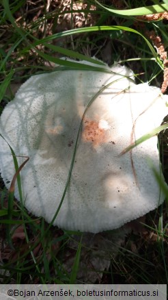 Russula virescens