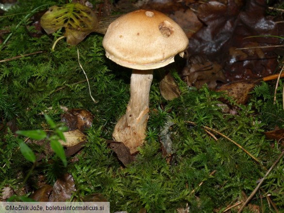 Cortinarius armillatus