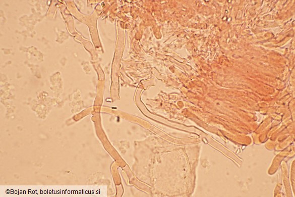 Byssomerulius corium