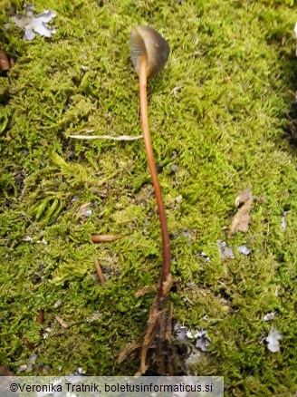 Mycena crocata