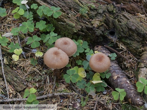 Laccaria macrocystidiata