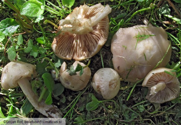 Entoloma sepium