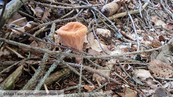 Clavariadelphus truncatus