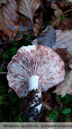 Hygrophorus russula