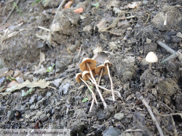 Conocybe pseudocrispa