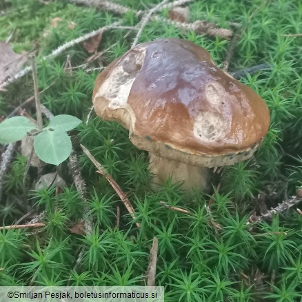 Boletus edulis