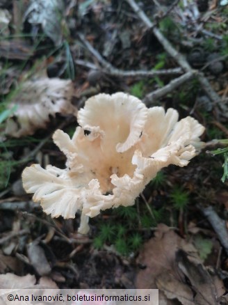 Clitocybe gibba